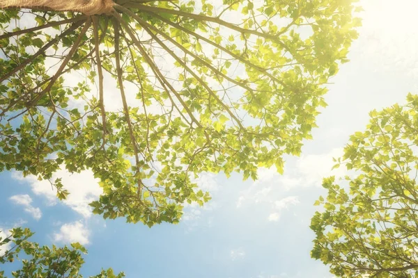 Giù vista degli alberi che sorgono nel soleggiato cielo blu — Foto Stock