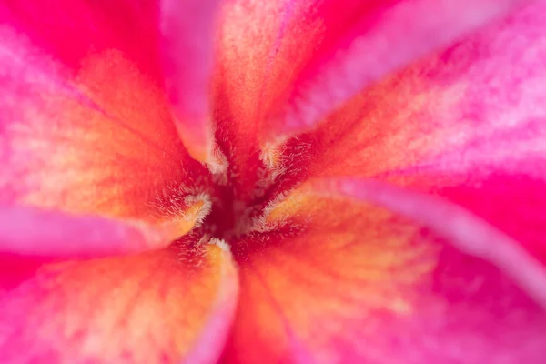 Närbild av rosa och gula frangipani blomma, selektivt fokus — Stockfoto