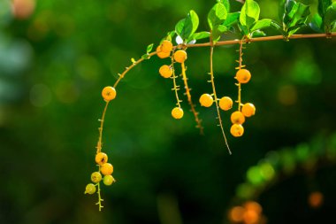 Küçük sarı çilek ile şube Morinda umbellate, Aile adı Rubiaceae, tropikal ve astropikal Asya ve Avustralya ortak çalı