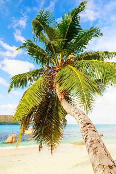 Enkele Palmboom Wit Zand Strand Zee Weergave Van Seychellen — Stockfoto