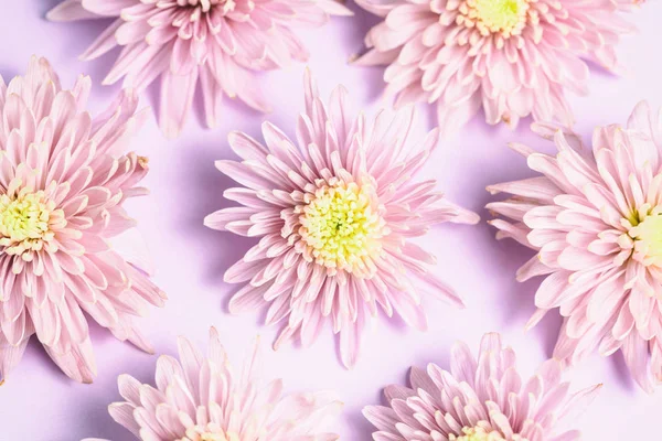 Roze chrysanten regeling op roze achtergrond. Flat lag, tot — Stockfoto