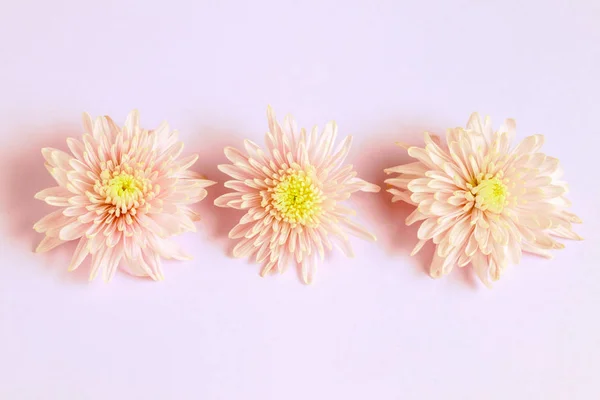 Tři Ppnk chryzantémy uspořádání na růžovém pozadí. Plochá l — Stock fotografie