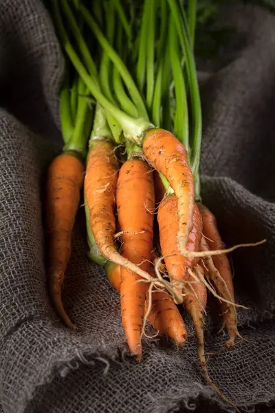 Zanahorias maduras orgánicas recién cosechadas con follaje verde en viejo — Foto de Stock