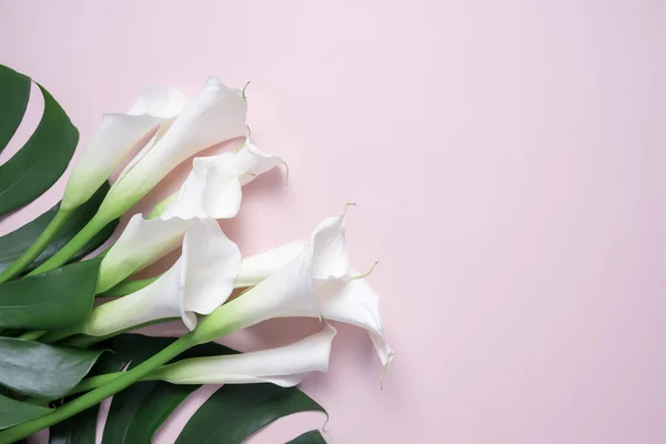 白花の花束とピンクの背もたれのモンスターの葉 — ストック写真