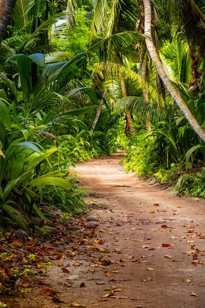 Ruta rural terrestre vacía en medio de la selva tropical — Foto de Stock