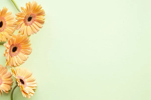 Pastel orange Gerbera daisy flowers on green background, top vie — 스톡 사진