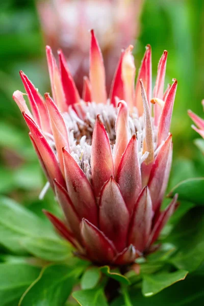 Flower - POINSETTIA WISHES, Giant protea, Honeypot or King Sugar — Stock Photo, Image