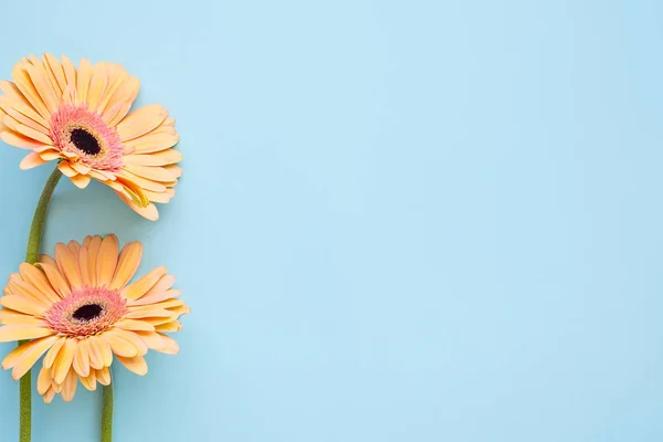 Naranja pastel Gerberas flores sobre fondo azul claro, a —  Fotos de Stock