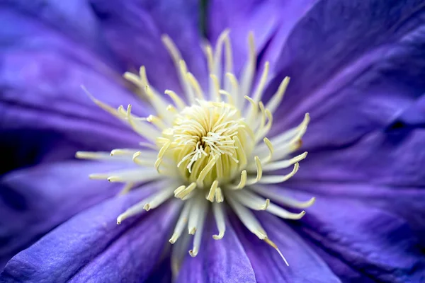 Närbild på lila clematis blomma — Stockfoto