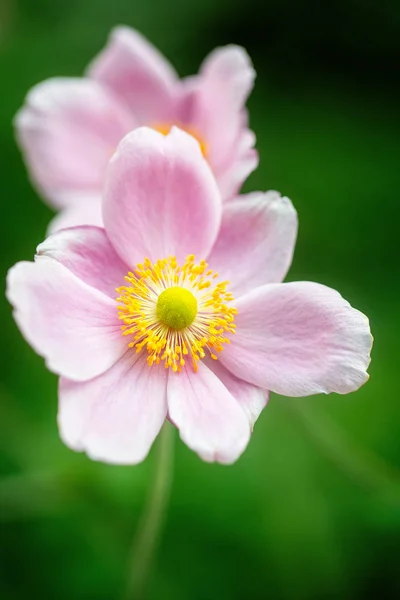 Pink anemone flowers, close up, vertical composition — ストック写真