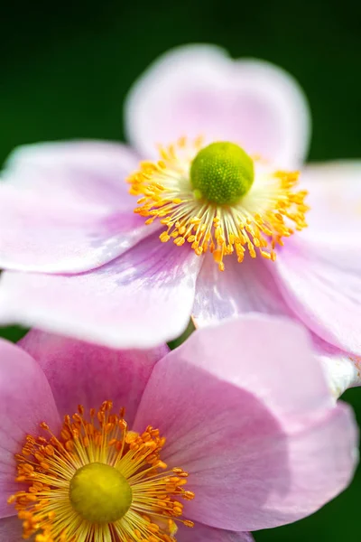 Primer plano de flores de anémona rosa, primer plano, composición vertical — Foto de Stock