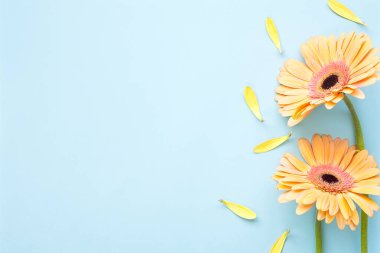 Pastel turuncu Gerbera papatya çiçekleri açık mavi arkaplanda fotokopi alanı, üst görünüm 