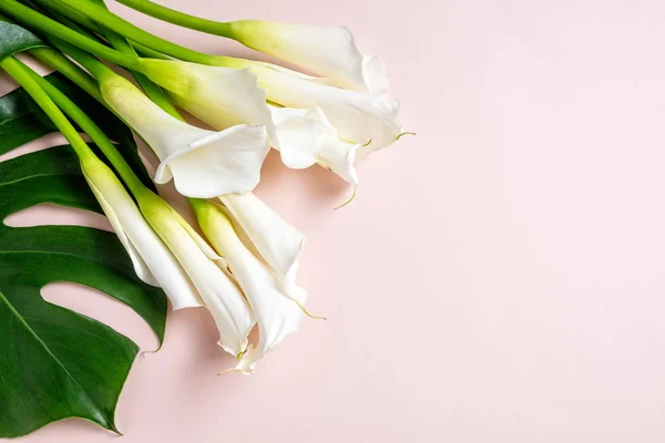 Ramo de lirios de calas blancas y hojas de monstera sobre fondo rosa con espacio para copiar, vista superior —  Fotos de Stock