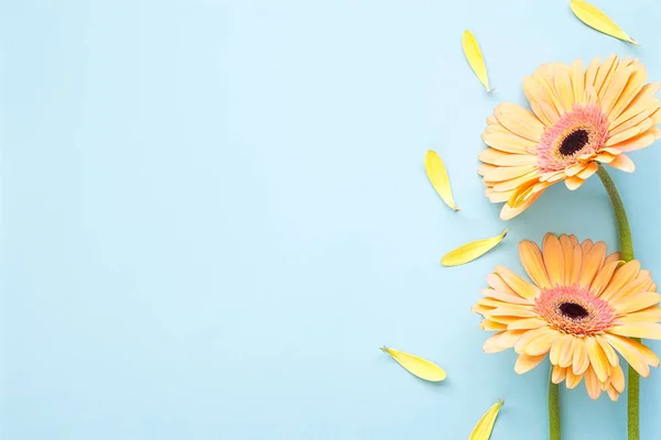 Pastel orange Gerbera daisy flowers on light blue background with copy space, top view — 스톡 사진