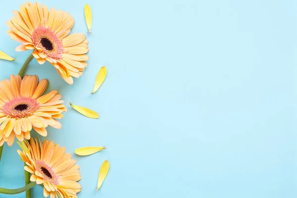 Pastell orange Gerbera Gänseblümchen Blüten auf hellblauem Hintergrund, um — Stockfoto