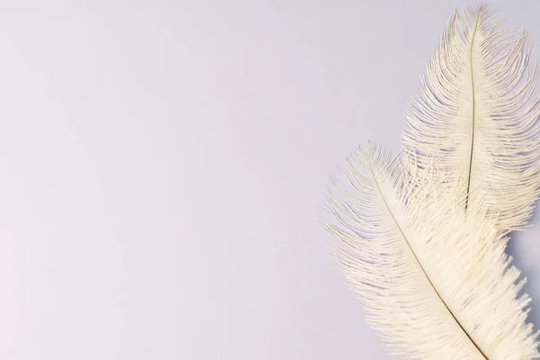 Pastel feathers on Faded light purple background with copy space — Stock Photo, Image