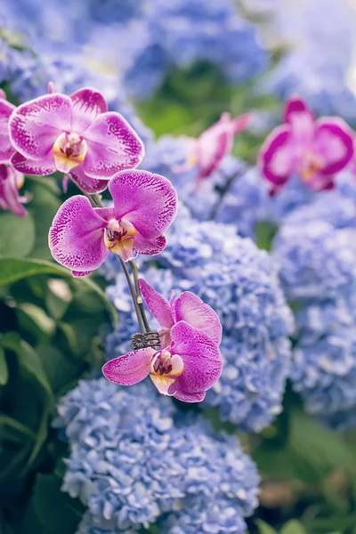 Orquídeas cor-de-rosa coloridas e macrófilo azul Hortensia ou Hortensia — Fotografia de Stock