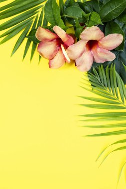 Sarı arka planda yeşil tropikal yapraklar ve pembe allamanda çiçeği karışımı, fotokopi alanı, üst manzara. Yaz egzotik konsepti, dikey kompozisyon 
