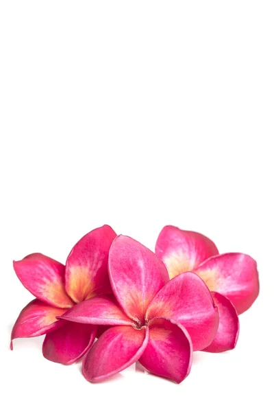 Três Flores Plumeria Rosa Profunda Frangipani Backgrou Branco — Fotografia de Stock