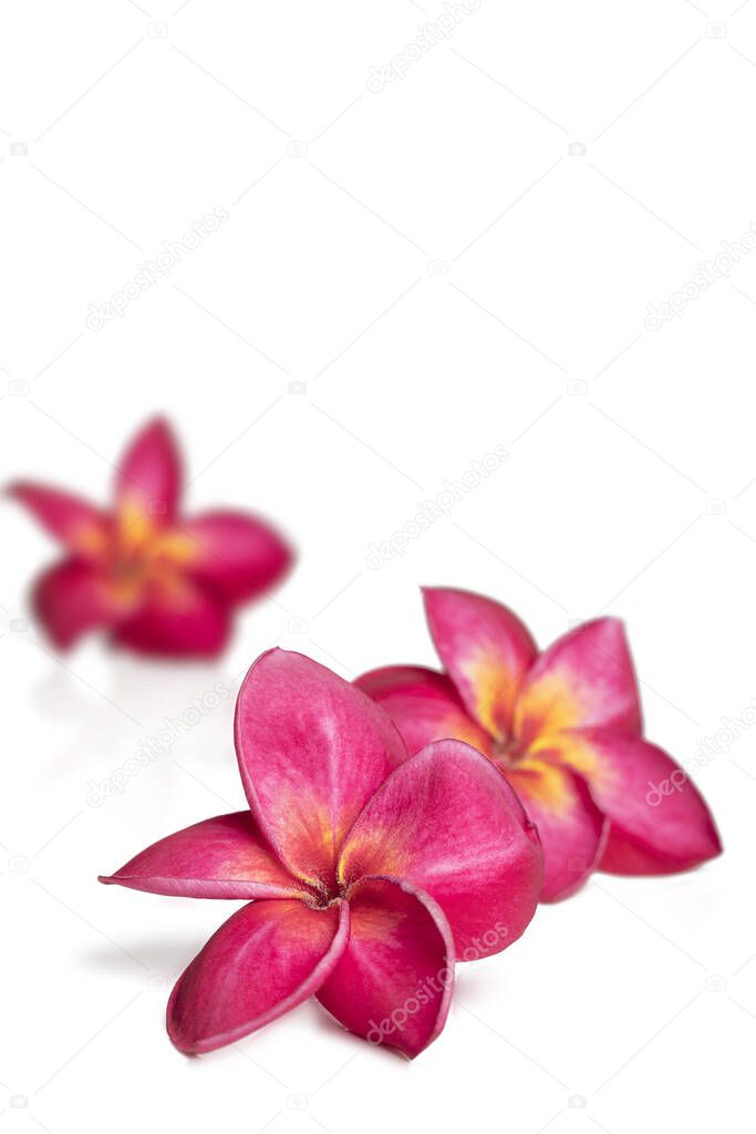 Three deep pink plumeria or frangipani flowers on white backgrou