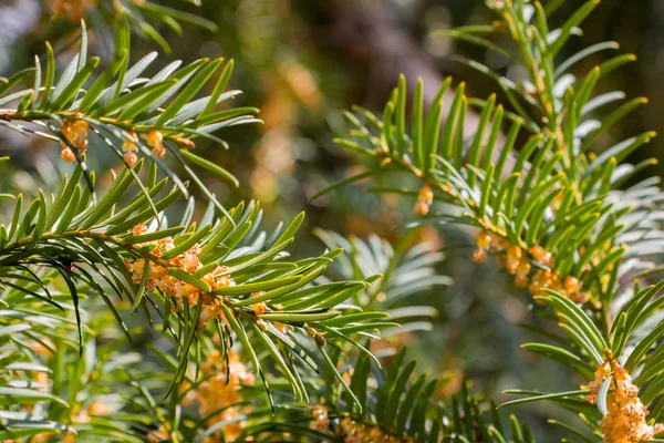 Close-up de ramos de coníferas por primavera — Fotografia de Stock