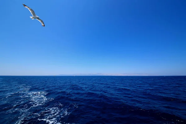 Uma gaivota voando — Fotografia de Stock