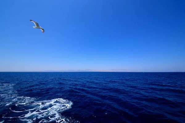 Gaivota e mar — Fotografia de Stock