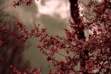 Bahar koleksiyonu 2018 003