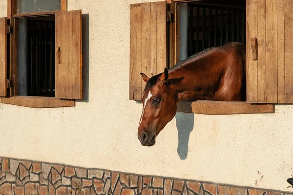 Yüzünde beyaz bir şerit olan güzel kahverengi bir at ahırda duruyor..