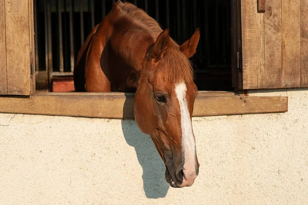 Belo Cavalo Marrom Com Uma Faixa Branca Seu Rosto Fica — Fotografia de Stock