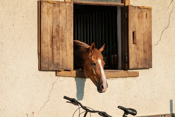 Yüzünde beyaz bir şerit olan güzel kahverengi bir at bir ahırda duruyor. Bisiklete bak..