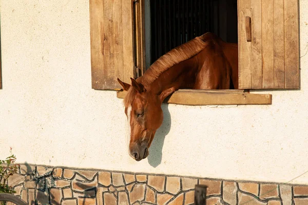 Belo Cavalo Marrom Com Uma Faixa Branca Seu Rosto Fica — Fotografia de Stock