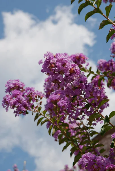 Hermoso Arbusto Floreciente Con Flores Rosadas Sobre Fondo Cielo Azul — Foto de Stock