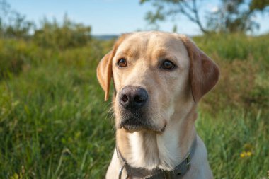 Güzel labrador yeşil çimlerde Bulutlu mavi gökyüzüne karşı