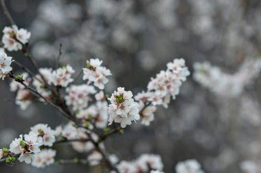 Çiçek açan kiraz dalı beyaz-pembe çiçeklerle doludur.