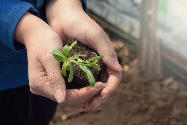 female hands with long nails hold cornflower seedlings to transplant into the ground