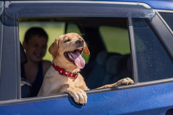 Labrador köpeği ağzını açıyor ve dilini dışarı çıkarıyor. Arabasının camından dışarı bakıyor.