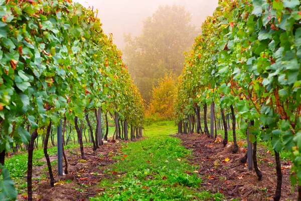 Wiersz z winorośli w winnicy — Zdjęcie stockowe