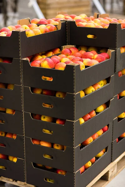 bir kutu içinde elmalar