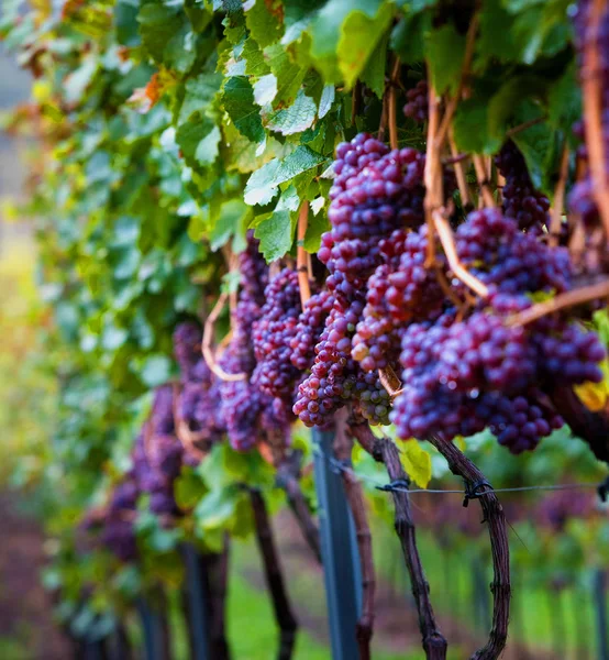 Grapes on the vine — Stock Photo, Image