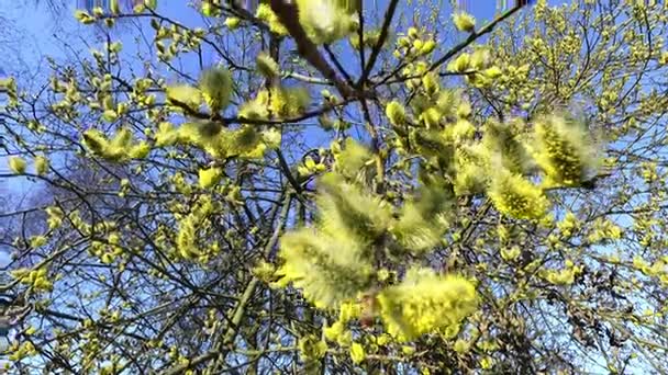 Kwitnienia krzewów wierzby — Wideo stockowe