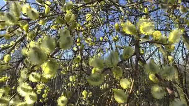 Flowering shrubs willow — Stock Video