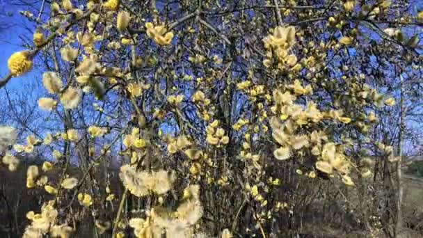 Blommande buskar willow — Stockvideo