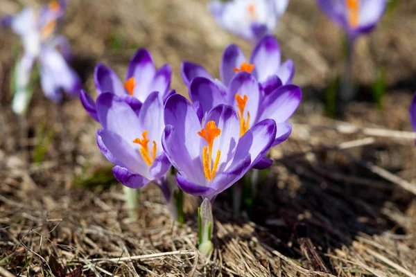 Çiğdemler film fragmanları bahar