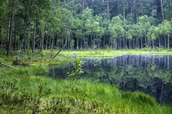 Lago florestal com ilhas flutuantes — Fotografia de Stock