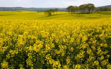 Çiçek açan tecavüz alanları