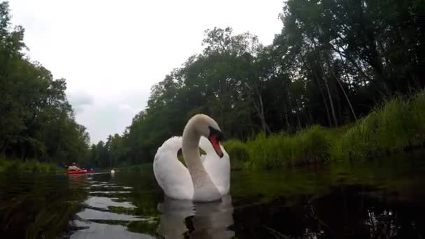 Cisnes en el río — Vídeos de Stock