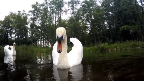 Cisnes en el río — Vídeo de stock