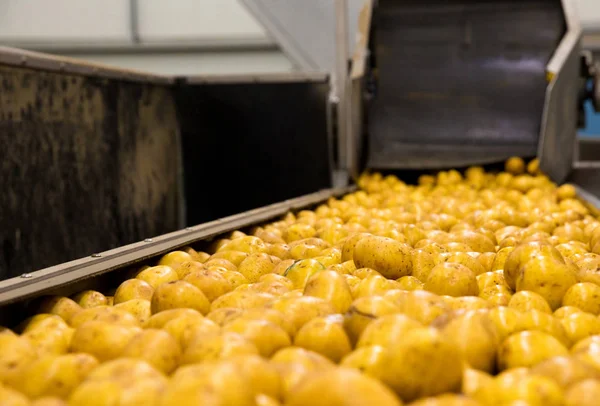 Patates bitki sıralama