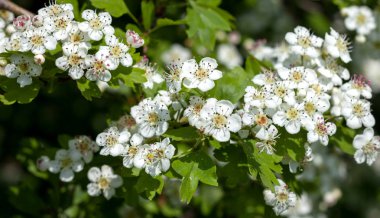 Doğal bir ortamda çiçek açan alıç